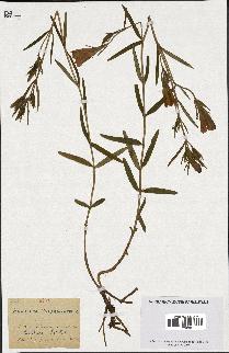 spécimen de Gentiana pneumonanthe