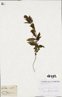 spécimen de Gentiana pneumonanthe