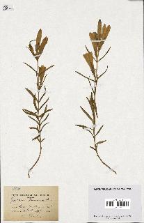 spécimen de Gentiana pneumonanthe