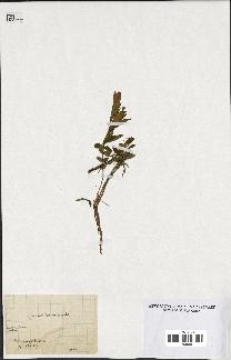 spécimen de Gentiana pneumonanthe