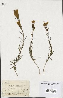spécimen de Gentiana pneumonanthe