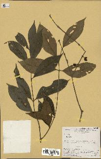spécimen de Eugenia sp.