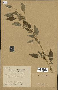 spécimen de Amaranthus retroflexus