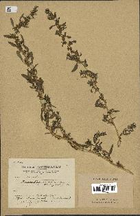 spécimen de Amaranthus sylvestris