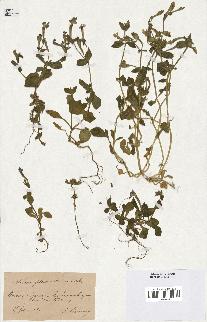 spécimen de Silene pseudoatocion