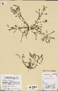 spécimen de Silene ibosii