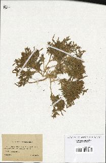spécimen de Silene villosa
