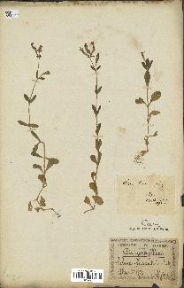 spécimen de Silene fuscata