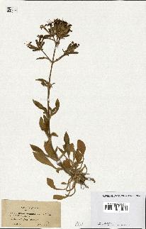 spécimen de Silene velutina