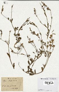 spécimen de Silene colorata