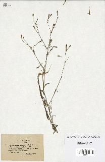 spécimen de Silene reticulata