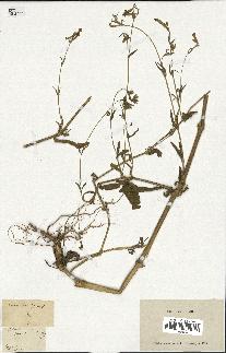 spécimen de Silene hispida