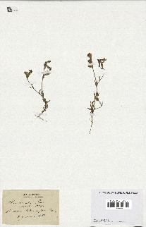 spécimen de Silene colorata