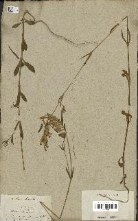 spécimen de Silene hispida