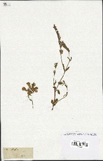 spécimen de Silene hispida