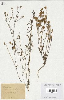 spécimen de Silene colorata