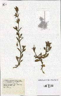 spécimen de Silene ramosissima