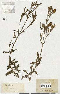 spécimen de Silene fruticosa