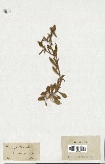 spécimen de Silene fruticosa