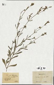 spécimen de Silene echinata