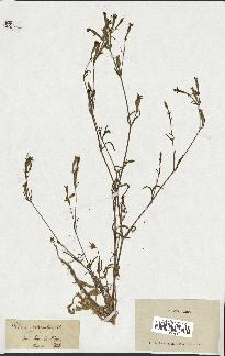 spécimen de Silene echinata