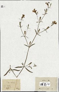 spécimen de Silene echinata
