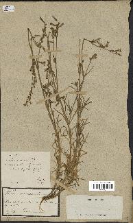 spécimen de Silene nicaeensis