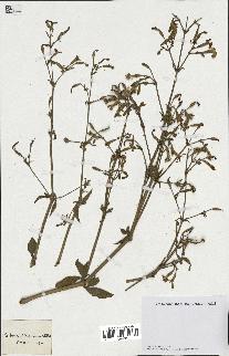 spécimen de Silene obtusifolia