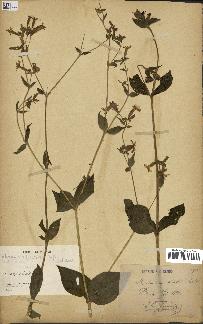 spécimen de Silene dioica