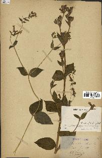 spécimen de Silene dioica