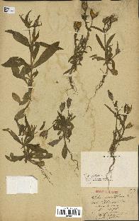 spécimen de Silene noctiflora