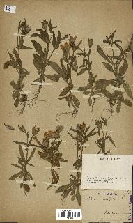 spécimen de Silene noctiflora