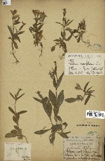 spécimen de Silene noctiflora