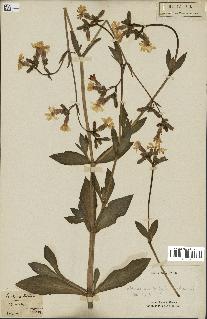 spécimen de Silene dioica