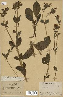 spécimen de Silene dioica