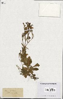 spécimen de Silene fruticosa