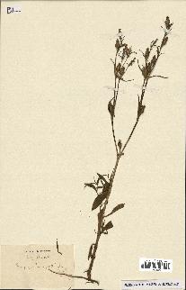 spécimen de Silene stricta