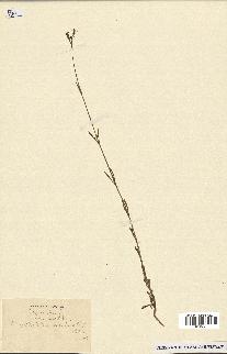 spécimen de Silene muscipula
