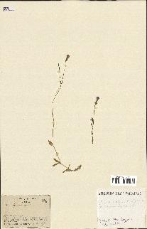 spécimen de Silene laeta