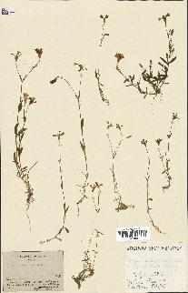 spécimen de Silene laeta