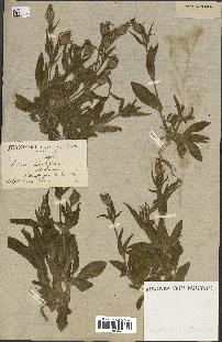 spécimen de Silene noctiflora