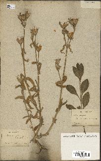 spécimen de Silene noctiflora