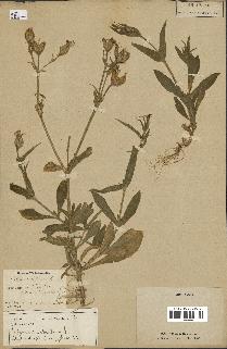 spécimen de Silene noctiflora