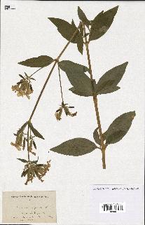 spécimen de Saponaria officinalis