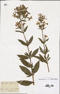 spécimen de Saponaria officinalis