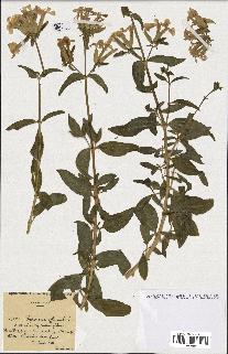 spécimen de Saponaria officinalis