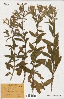 spécimen de Saponaria officinalis