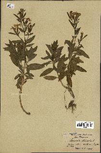 spécimen de Saponaria officinalis