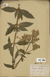 spécimen de Saponaria officinalis