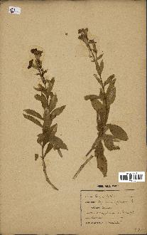 spécimen de Saponaria officinalis